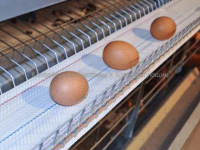 Ленты яйцесбора - Конвейерные системы и комплектующие